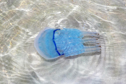 En una zona de la Costa Brava com la de Roses no s'acostuma a veure meduses, però la Carmen Tuca va captar el moment en el qual un exemplar d'aquestes perilloses espècies arribava fins a la platja.