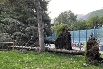 Un dels dos arbres caiguts al Lycéé