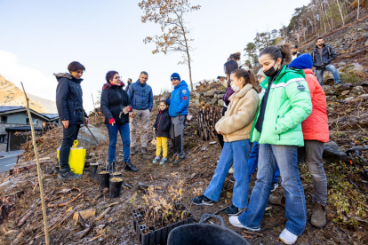 Reforestació del bosc de la Plana