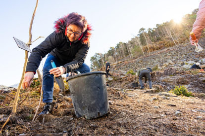 Reforestació del bosc de la Plana