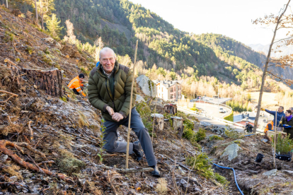 Reforestació del bosc de la Plana