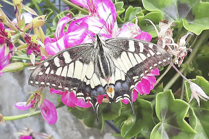 La Francina participa en el concurs amb aquesta fotografia d'una papallona reina durant “l'hora de dinar”. Aquesta papallona diürna, de vol molt ràpid, és molt comuna a l'estiu i la Francina la va enxampar anant de flor en flor a la Cortinada.
