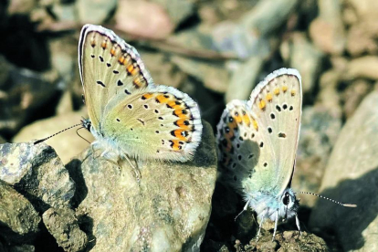 “Regals de la natura.” Aquest pensament és el que va tenir Maria Roqué en fotografiar al detall aquestes dues papallones que es va trobar reposant en unes pedres durant una excursió que va fer a la vall d'Incles, a la parròquia de Canillo.