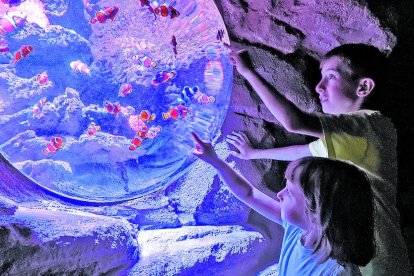 “Dos nens buscant Nemo, dins la màgia del món submarí de l'aquàrium de Biarritz”, així descriu la lectora aquesta divertida imatge que ens envia del també conegut com a Museu del Mar.