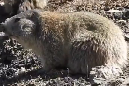 Les marmotes sortint de la hibernació