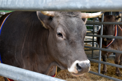 La vaca de raça bruna de l’explotació ramadera de Cal Cametes.