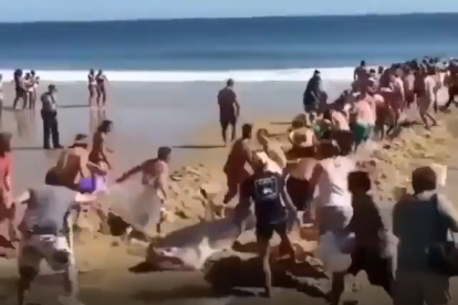 Rescat d'un tauró encallat a la sorra