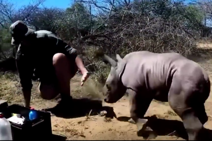 Un rinoceront protegeix la seva mare