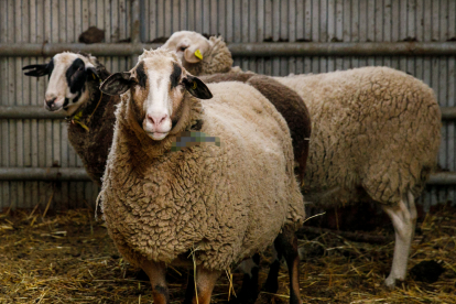 Un ramat d’ovelles a la Massana.