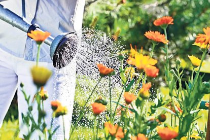 LES PLANTES A L’ESTIU NECESSITEN EL DOBLE DE TEMPS DE REG