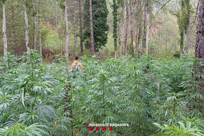 La plantació de marihuana estava en una zona boscosa i aïllada de Fígols i Alinyà