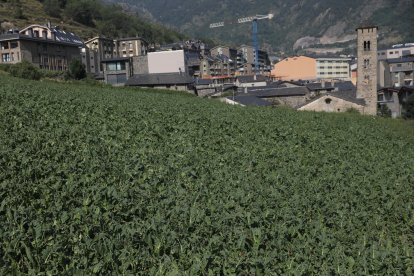 Un camp de tabac a Encamp.