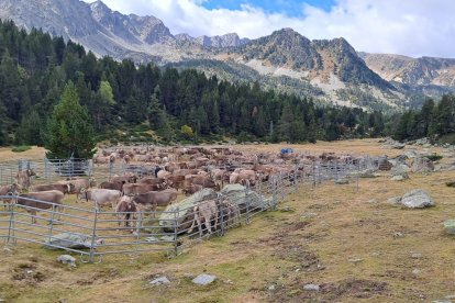 Finalitza la vacunació del virus de la llengua blava