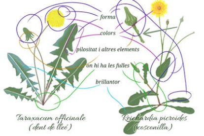 Detalls més comuns que cal tenir en compte en el reconeixement o la comparació de plantes