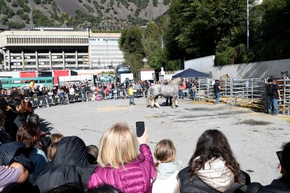 Un moment de la fira del bestiar celebrada ahir a la capital.