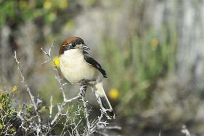 El capsigrany és un dels ocells en perill d’extinció.