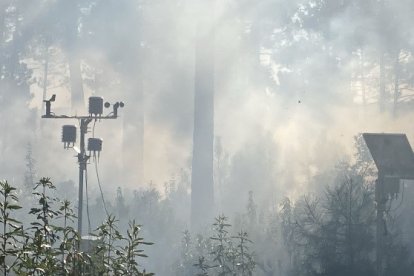 Un dels sensors en un bosc.