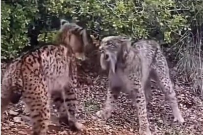 Baralla de linxs ibèrics