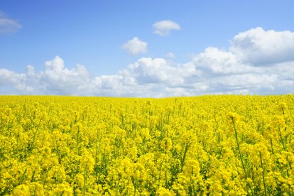 Un camp de flors grogues en plena primavera