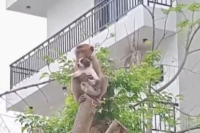 Mico 'roba' gos