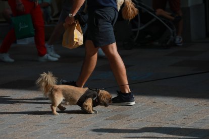 Un gos passejant pel carrer.