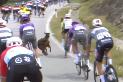 Una cabra travessa entremig dels ciclistes al Giro d'Itàlia