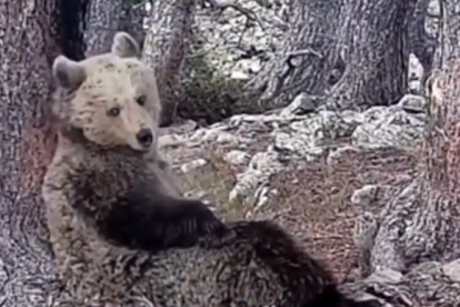 Un os bru captat amb fototrampeig.