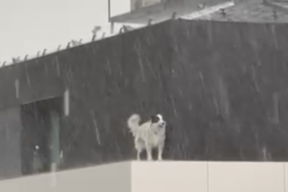 Gos atrapat a les altures.