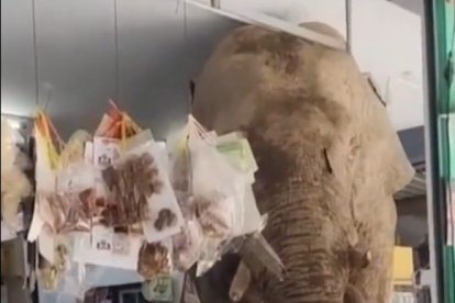 Elefant botiga Tailàndia