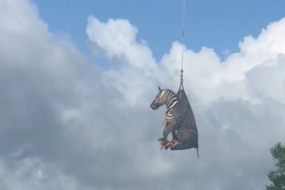 Rescat d'una zebra amb un helicòpter als Estats Units.