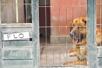 Flo, a la gossera al Riu Runer de Sant Julià de Lòria.