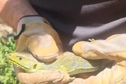 Els banders tornant el llangardaix ocel·lat al medi natural