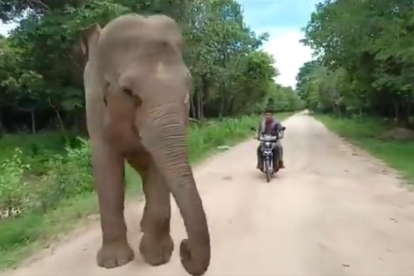 Un elefant intenta impedir que el cuidador marxi.