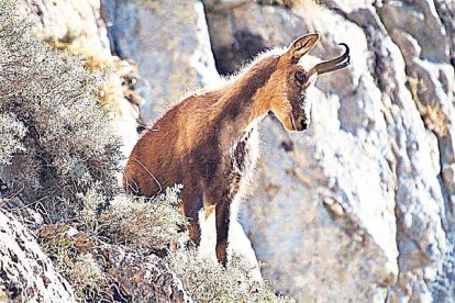 Un exemplar d’isard a la muntanya.