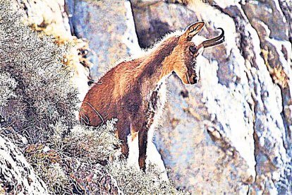 Un isard a la muntanya.