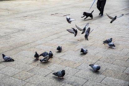 Escaldes i la capital obren un concurs per al control sostenible de la població de coloms