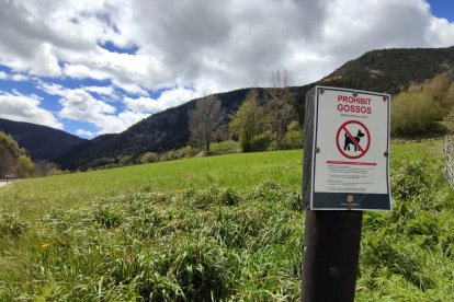 Un rètol indica, a l’entrada d’un prat de la Cortinada, que no hi poden accedir els gossos.