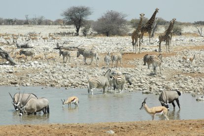 Animals al Parc Nacional d'Etosha.