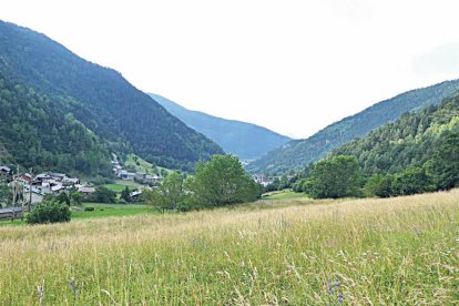 Un prat a la Cortinada.