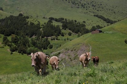 Vaques a la coma de Setúria.