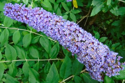Els grups taxonòmics més freqüents són les plantes vasculars, seguides pels insectes.
