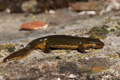 Un exemplar de tritó palmat.
