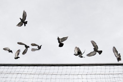 Un banc de coloms al Prat del Roure