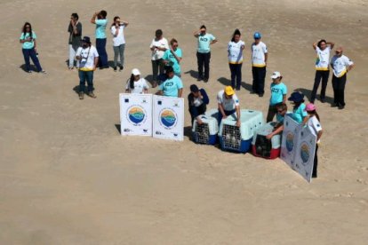 Pingüins alliberats