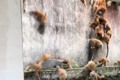 Els micos baixant en estampida en un parc del sud-est asiàtic