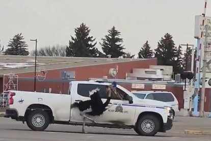 Persecució policial d'un estruç fugat al Canadà.