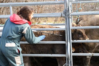 Un veterinari administrant un vaccí contra la dermatosi nodular contagiosa a una vaca.