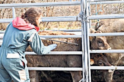 Un veterinari del ministeri administra un vaccí a una vaca.