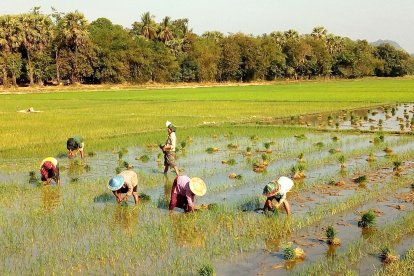 El conreu de l’arròs a Hpa-An és fonamental per a la subsistència de moltes famílies.