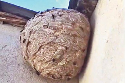 Un niu de vespa asiàtica.